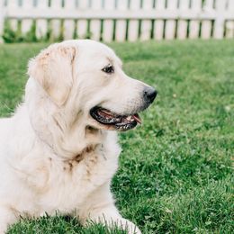 Bernese Mountain Dog and Golden Retriever All Grown Up from Gold Point Pups