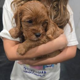 Girl 1 - Red female Cavapoo puppy in Knoxville, Tennessee from Shannan's Cavapoos