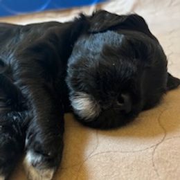 Gabriel - Black Portuguese Water Dog puppy in Brentwood, New Hampshire from Charly's Angels Portuguese Water Dogs