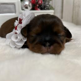 Scarlett - Tricolor female Shih Tzu puppy in Glens Falls, New York from Shih Tzus N Giggles