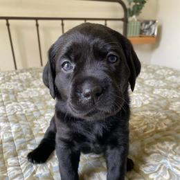 Ms. Blue - Black female Labrador Retriever puppy in New Hanover, New Jersey from Misty Labs