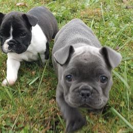 French Bulldogs from Fairborn Frenchies