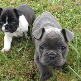 French Bulldogs from Fairborn Frenchies