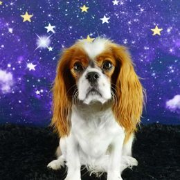 Halo - Cavalier King Charles Spaniel