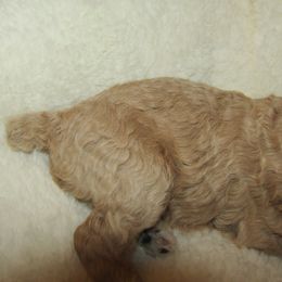 Goldendoodle and Poodle Puppies from David & Patricia Elliott