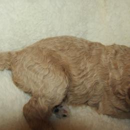 Goldendoodle and Poodle Puppies from David & Patricia Elliott