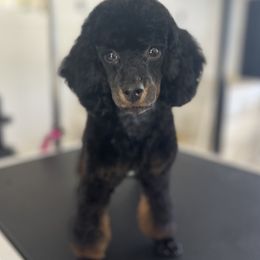 Royce - Poodle