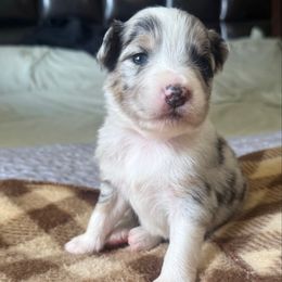Pebbles - Blue merle female Miniature Australian Shepherd puppy in Bartow, Florida from Peace Creek Aussies