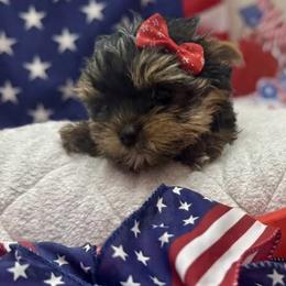 Runt Pink girl - Blue and gold female Yorkshire Terrier puppy in Milton, Florida from Sassenach Yorkie Kennels
