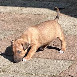 Sassafras - Red smut and white female Bull Terrier puppy in Springfield, Ohio from Lynn Hill Bull Terriers