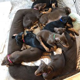Doberman Pinscher Puppies from Masterpiece Dobermans