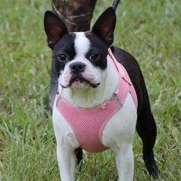 Noodles - Black and white female Boston Terrier puppy in Winnsboro, Texas from JP Ranch Bulldogs