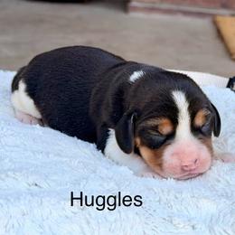 Huggles - Black tan and white female Beagle puppy in Mansfield, Missouri from Rippee Creek Kennel