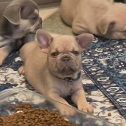 Eavy - Fawn female French Bulldog puppy in Silver Springs, Florida from Laura Bryce