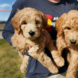 Goldendoodle Puppies from Denver Doodles