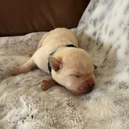 Green collar - Yellow male Labrador Retriever puppy in Tekonsha, Michigan from Asher Acres Labs