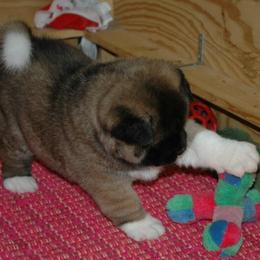 Akita from Shinto Akitas