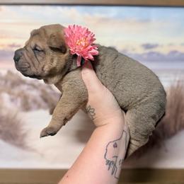 Everest - Fawn female Chinese Shar-Pei puppy in Lehigh Acres, Florida from Florida Wrinkles