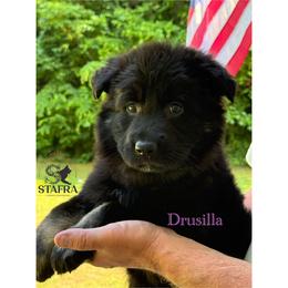 Pink collar - Bi-color female German Shepherd puppy in Anderson, South Carolina from StaFra German Shepherd Dogs