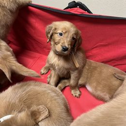 Golden Retriever Puppies from Golden Penny AZ