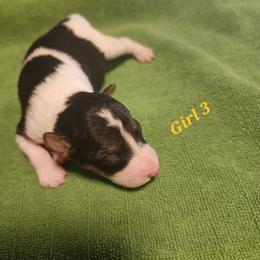 River - White black and tan female Wire Fox Terrier puppy in Melbourne, Arkansas from Ivy Hollow Wire Fox Terriers