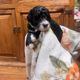 Onyx - Black and white male Bernedoodle puppy in Carmichaels, Pennsylvania from JensenBelle Doodles