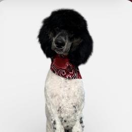 Goldendoodle and Poodle All Grown Up from Stelladoodles & Company