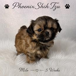 Milo is a Sweet Little Guy - Gold male Shih Tzu puppy in Hayden, Idaho from Phoenix Shih Tzu
