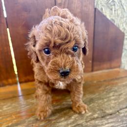 Velour - Red  female Poodle puppy in Utica, Ohio from Poodle Me Crazy