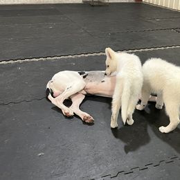 Berger Blanc Suisse Puppies from Nasha Comanda White Swiss Shepherds