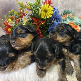 Yorkshire Terrier Puppies from Cutest AKC AZ Yorkies