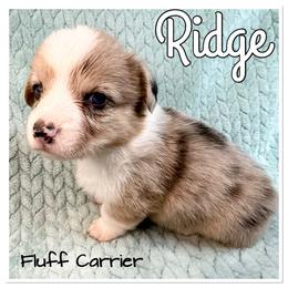Ridge(Merle Brindle,Fluff and Bluie Carrier) - Brindle merle and white male American Corgi puppy in Scottown, Ohio from Wyndy Ridge Corgis