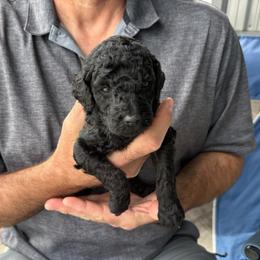 Blue boy2 - Blue male Poodle puppy in Wentworth, South Dakota from PaintersPreciousPoodles