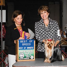 Yorkshire Terrier Puppies from Caraneal Yorkies