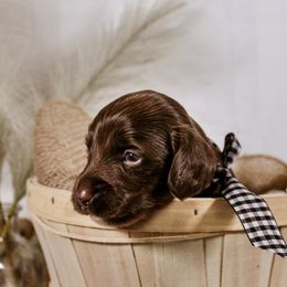 CKC Longhair Chocolate - Chocolate male Dachshund puppy in Ocala, Florida from Darling Doxies of Ocala