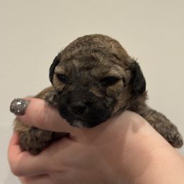 Nutmeg - Black and tan male Companion Cross puppy in Albany, New York from CocoPuff Breeders