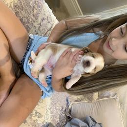 Basset Hound Puppies from Jelly Belly Bassets