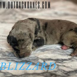 Blizzard - Great Dane puppy in Loris, South Carolina from Outback Danes