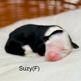 Suzy - female Australian Mountain Doodle puppy in Sterling, Colorado from North 40 Doodles