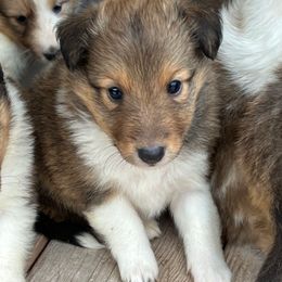 Chase - Sable and white male Shetland Sheepdog puppy in Kerville, Texas from Cedar Hill Kennels