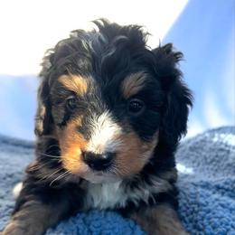Winston - Tri-color male Bernedoodle puppy in Camden, Michigan from FurEver Friends Finder