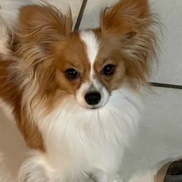 Katrina - Papillon