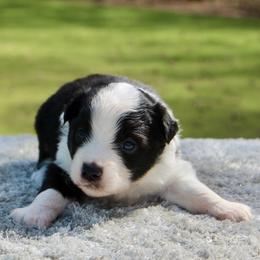 Lily - Black tri female Toy Australian Shepherd puppy in Bauxite, Arkansas from J and B Mini Aussies