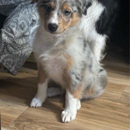 Matilda (Full Tail) - Blue merle female Australian Shepherd puppy in Jonesborough, Tennessee from 5AFarms