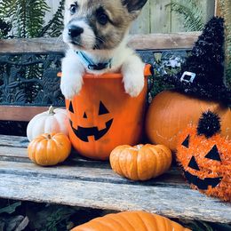 American Corgi and Pembroke Welsh Corgi Puppies from Cascadian Space Coast Corgis LLC