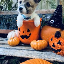 American Corgi and Pembroke Welsh Corgi Puppies from Cascadian Space Coast Corgis LLC