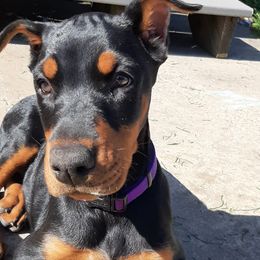 Doberman Pinscher Puppies from Steel Haus Dobermans