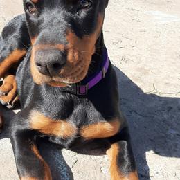 Doberman Pinscher Puppies from Steel Haus Dobermans