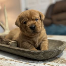 Girl 1 - Labrador Retriever puppy from Red White & True Labradors