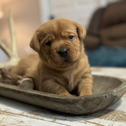 Girl 1 - Labrador Retriever puppy from Red White & True Labradors